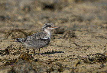 Closeup of a White-cheeked Tern chick at Busaiteen coast, Bahrain