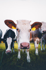 Junge neugierige Kühe auf einer Farm