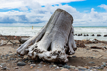 浜に打ち上げられた大きな流木