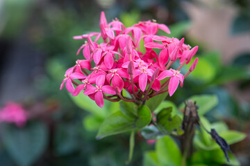 Fototapeta premium beautiful pink purple small flowers with four petals on an Ixora cultivars (flame of the woods) plant with bright green leaves in the background. Shot on Sri Lanka island