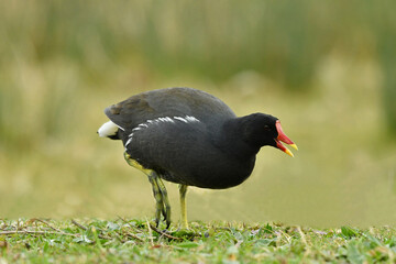 The common moorhen close up portrait.