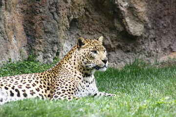 Stunning leopard lying down staring intently ahead, challenging with its feline eyes