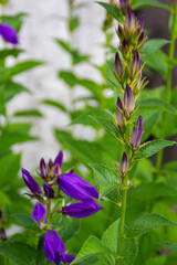 violet flower in the garden