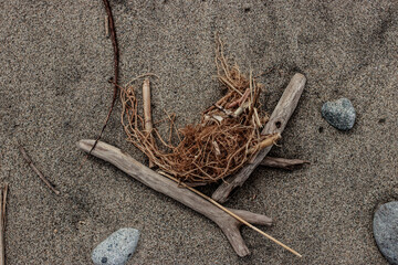 浜に打ち上げられた枝と根