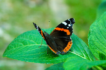 close up beautiful butterfly on a leaf, Vanessa atalanta