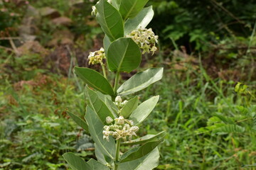 Erukku - White flower -Aurvedic medicine