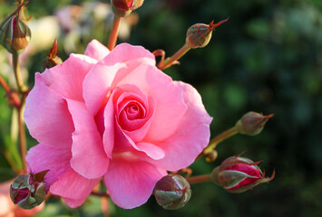 Obraz na płótnie Canvas pink rose flower in summer, scented roses