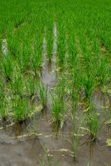 成長する初夏の青々とした稲