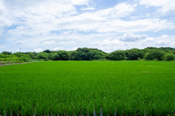 Fototapeta na wymiar 青空の元成長する初夏の青々とした稲が育つ田んぼ