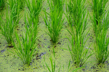 成長する初夏の青々とした稲