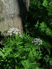 Fern in a summer forest in the middle of a warm June
