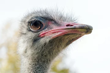 Keuken spatwand met foto Ostrich Close up portrait, Close up ostrich head (Struthio camelus) © allexxandarx