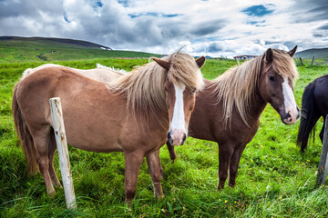 Herd of beautiful and kind horses
