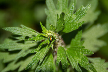 close up of a valerian leaves 