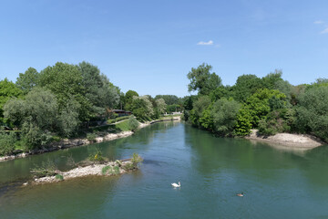 swan in Marne river near Champs-sur-Marne village