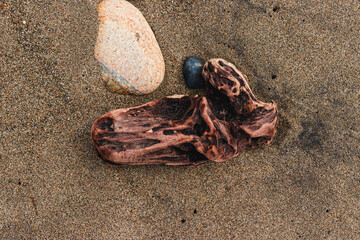 砂浜と動物の骨のような流木