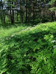 Fern in a summer forest