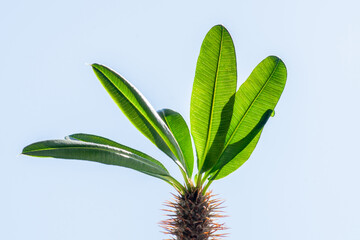 Madagascar palm tree (Pachypodium lamerei) against the blue sky