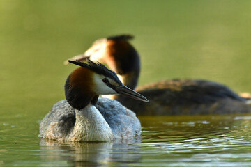 Great crested grebe on the water.
