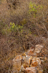 wild male leopard or panther resting on rock over hill during safari in indian forest - panthera pardus fusca