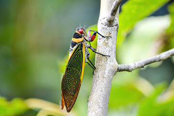Cicada on a tree branch in park