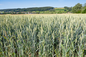 Getreidefeld bei Hitzkirch, Luzern, Schweiz