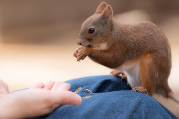 リスとのふれあい