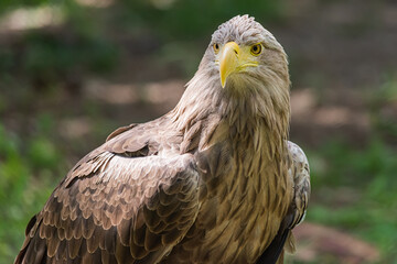 Detailed view of a white tailed eagle head, a typical Eurasian eagle