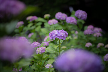 美しい紫陽花　　紫色