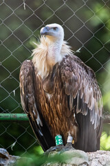 Griffon vulture in captivity in zoo