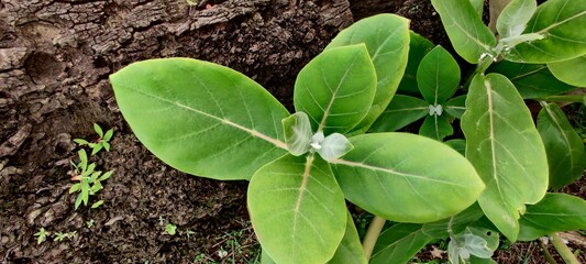 The plant has oval, light green leaves and milky stem.Calotropis gigantea, the crown flower.