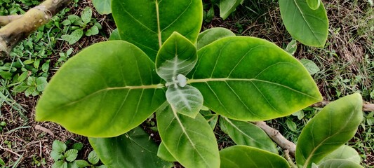 The plant has oval, light green leaves and milky stem.Calotropis gigantea, the crown flower.