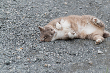 ゴロゴロする猫ちゃん