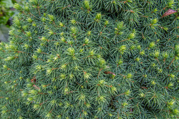 Close-up of needles of Picea glauca (White spruce, Zuckerhutfichte)