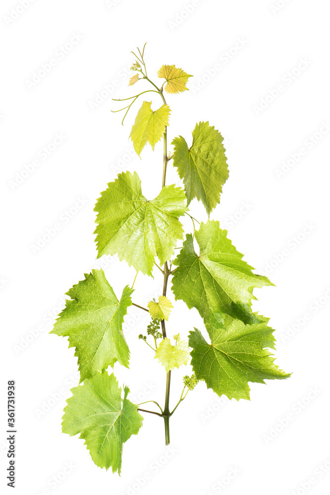 Canvas Prints grape vine leaves isolated white background