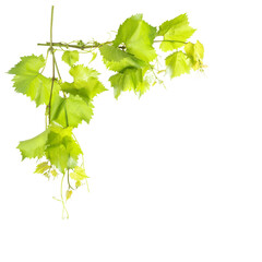 Border from grape vine leaves isolated white background