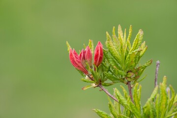 見頃のレンゲツツジ