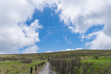 爽やかな夏　　霧ヶ峰・車山