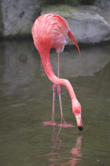 水を飲むフラミンゴ
