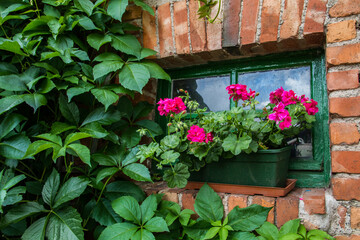 Wild vintage garden: bricked wall, wild wine plant, pelargonium zonale at window (background)