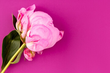 Large pink peony on a pink background.