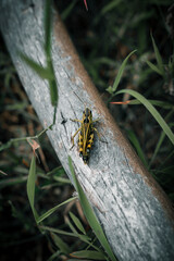 Insect on a log