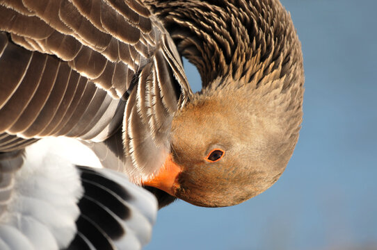 Close up of a wild greylag goose.