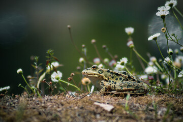 A Friendly Frog
