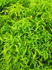 green leaf background, colorful leaf bg