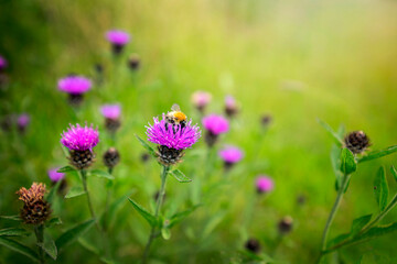 Bee pollinating a wild flower in the English Cotswold countryside