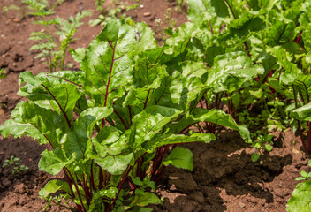Beetroot growing in a garden