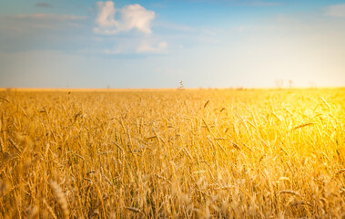 Naklejka premium Wheat field background. Autumn time. Selective focus.