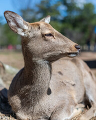 Japan's famous Nara deer. Sika Deer Cervus Nippon Nara, Japan. - Nara's main attractions include Todaiji, Kasuga Taisha, Kofukuji and the Nara National Museum. 