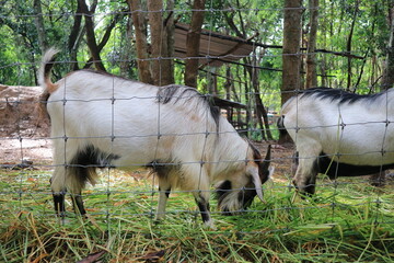 White goat eating grass in the zoo